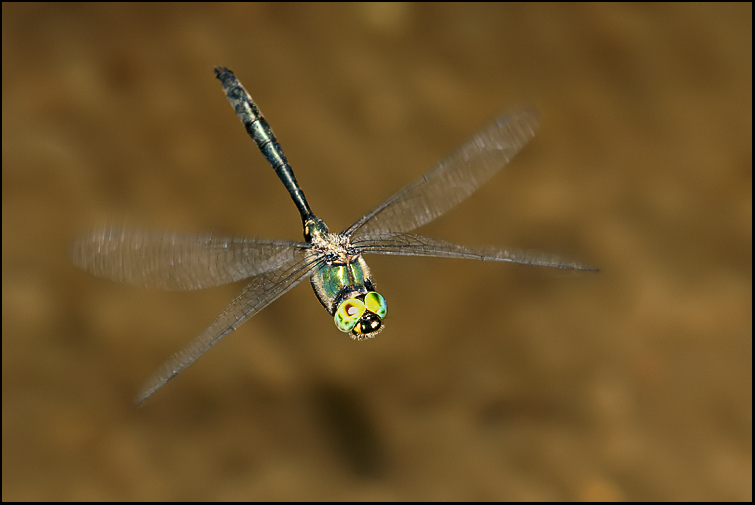 Somatochlora meridionalis in volo